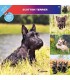 Scottish Terrier 2023