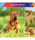 Dogue de Bordeaux 2023