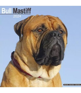 Bull Mastiff 2024