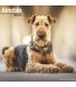 Airedale 2024