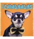 Chiots Chihuahua (Myrna) 2024