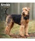 Airedale 2025