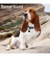 Basset Hound 2025