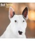 Bull Terrier 2025