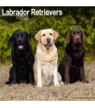 Labradors 2025