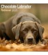 Labrador Chocolat 2025